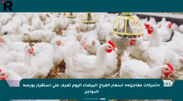 «تحركات مفاجئة» أسعار الفراخ البيضاء اليوم تعرف على استقرار بورصة الدواجن